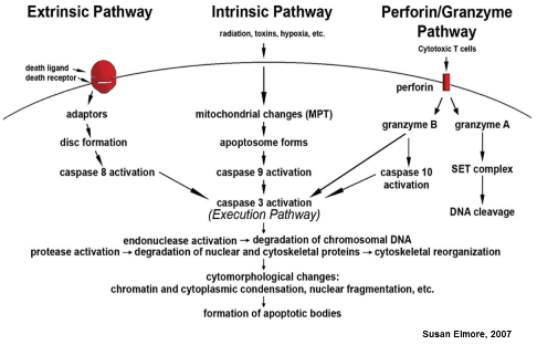 Different type of Apoptosis
