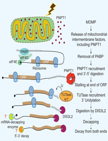 Summary:Poly(A) RNAs decay triggered by PNPT1 released from mitochondria in apoptosis
