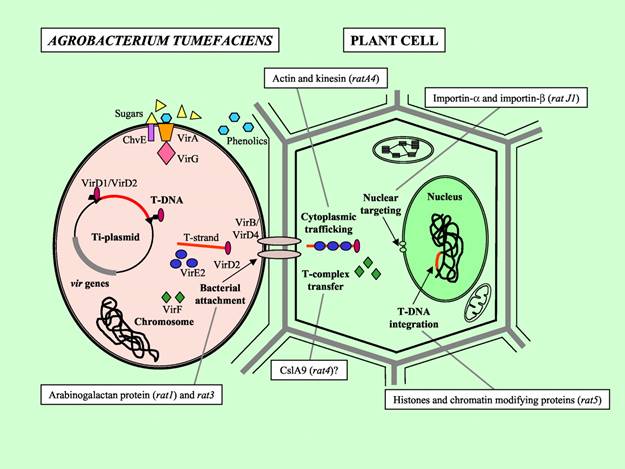 Schematic representation of the Agrobacterium T-DNA transfer process