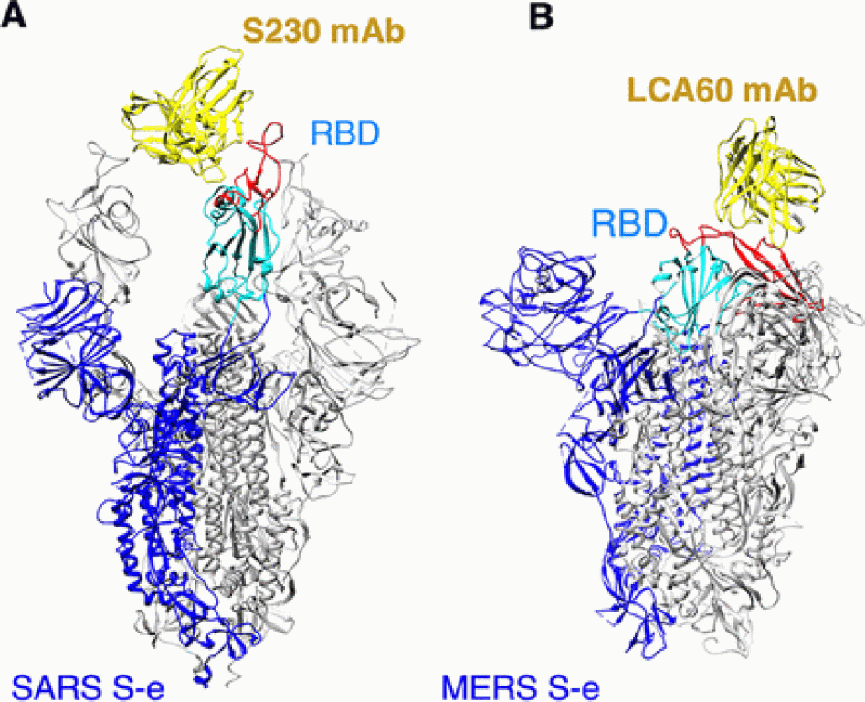 Structures of coronavirus spike proteins complexed with the antibody.