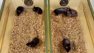 VIDEO SHOWING THE KNOCKOUT MICE THAT DO NOT PRODUCE IL-11 ON THE LEFT, AND NORMALLY AGEING MICE ON THE RIGHT, AT 90-95 WEEKS OLD.