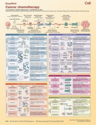 Cancer chemotherapy - SnapShot