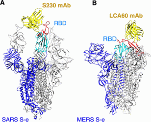 Structures of coronavirus spike proteins complexed with the antibody.